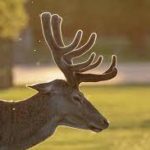 Where and Why is Deer Antler Velvet Banned?